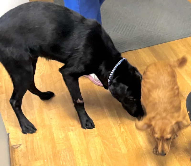 A young large-sized male Black Labrador Retriever dog named Milo for adoption in Mount Airy, NC