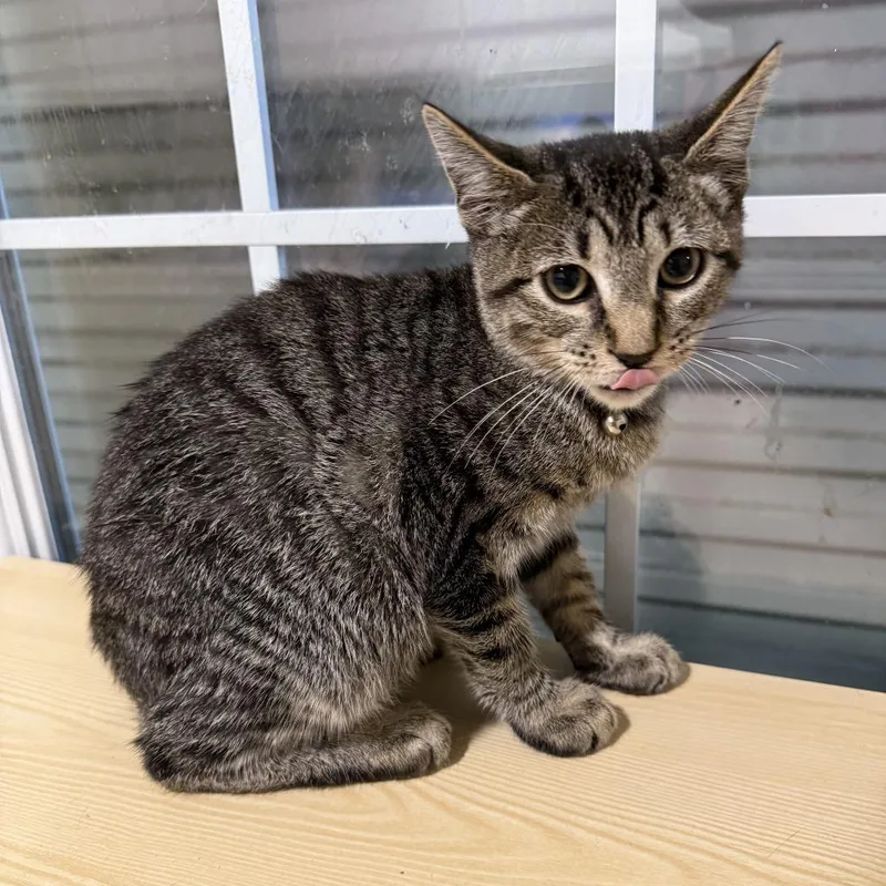 A baby small-sized male Domestic Short Hair cat named Tide for adoption in New Port Richey, FL