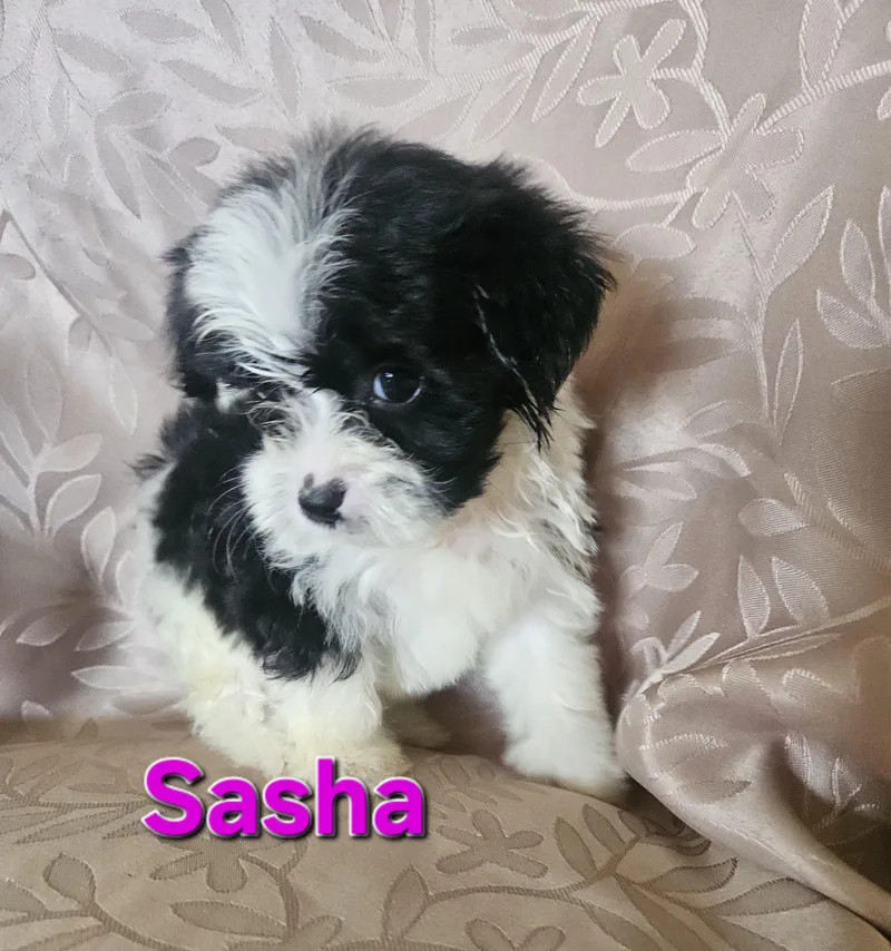 Sasha thumbnail 3