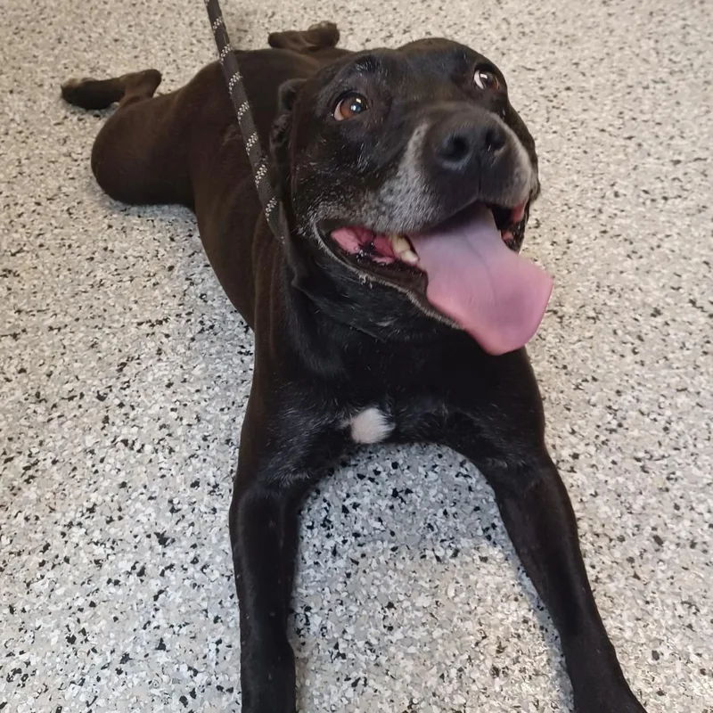 An adult medium-sized female Black American Staffordshire Terrier dog named Harley for adoption in Hattiesburg, MS