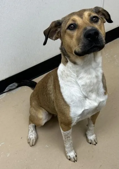 An adult medium-sized female Shepherd dog named Ali for adoption in Phoenix, AZ