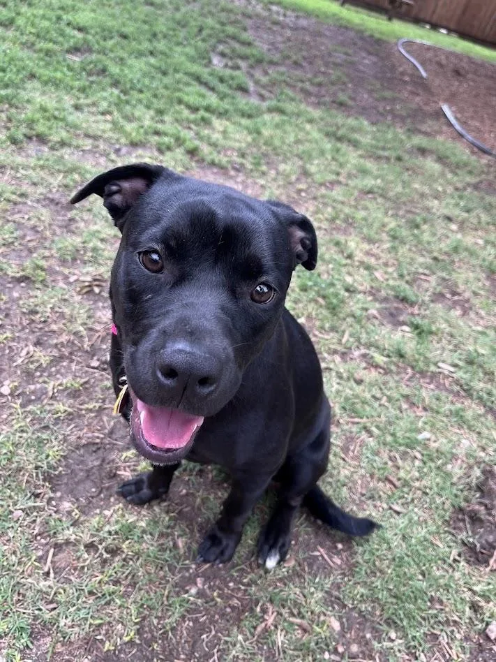 A young medium-sized female Labrador Retriever dog named Sassy A for adoption in Plano, TX