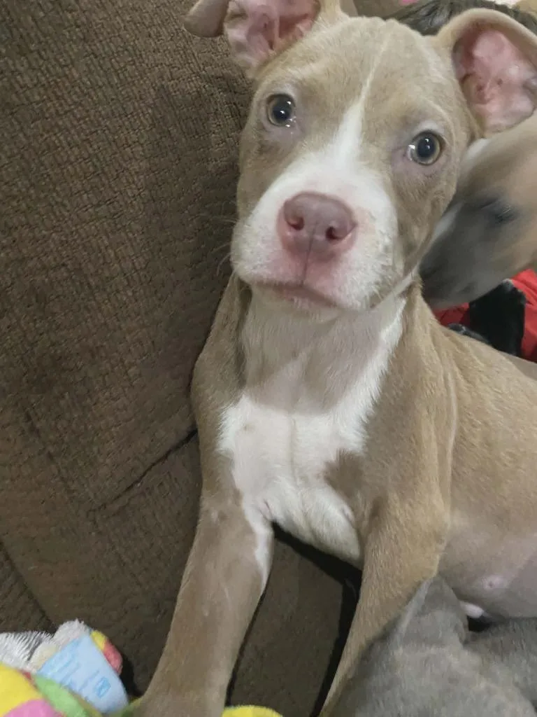 A baby medium-sized female Mixed Breed dog named Starfire for adoption in Warren, MI