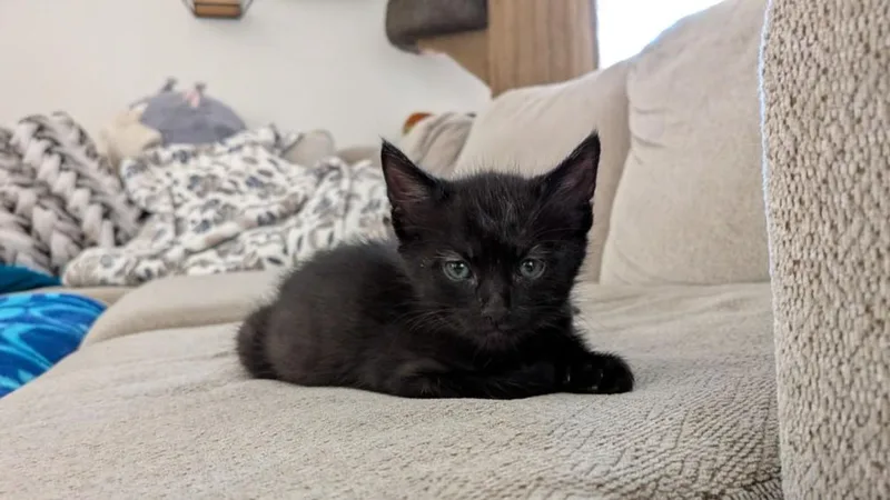 A baby small-sized male Domestic Short Hair cat named Cavatappi for adoption in Burbank, CA