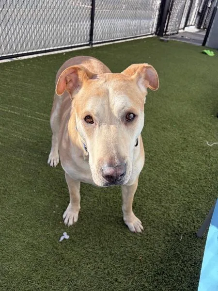 An adult large-sized male Labrador Retriever dog named Elton for adoption in San Diego, CA