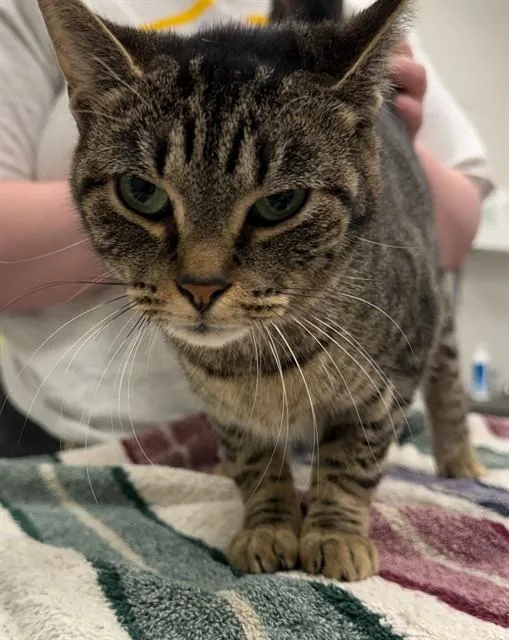 A young small-sized female Domestic Short Hair cat named Cinnamon Nightshade for adoption in Peoria, IL