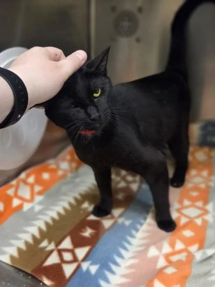 A young medium-sized female Domestic Short Hair cat named Armoire for adoption in Westland, MI
