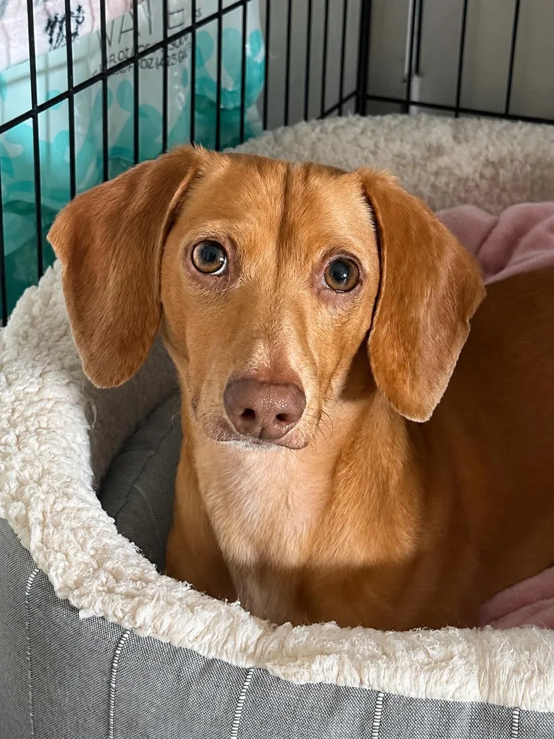 A young small-sized male Dachshund dog named Dewey for adoption in West Columbia, SC