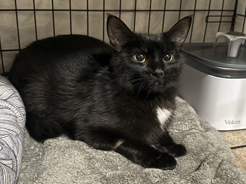 A young medium-sized female Black Domestic Medium Hair cat named Lily for adoption in Medinah, IL