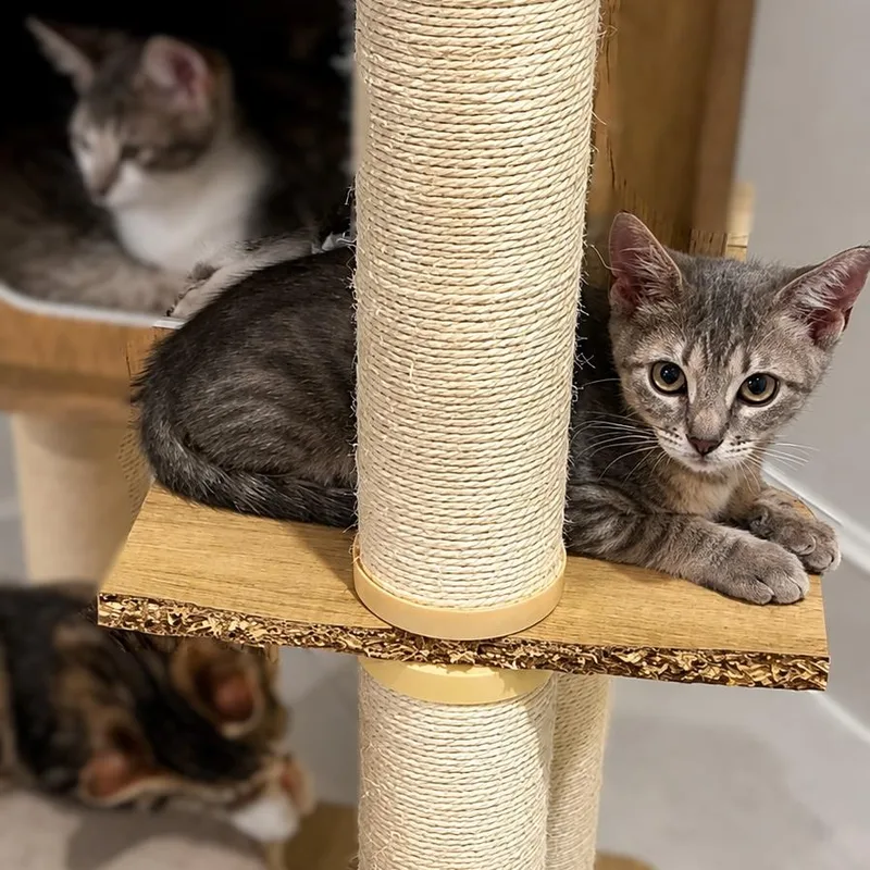 A baby medium-sized female Tabby (Gray / Blue / Silver) Domestic Short Hair cat named Par for adoption in Houston, TX