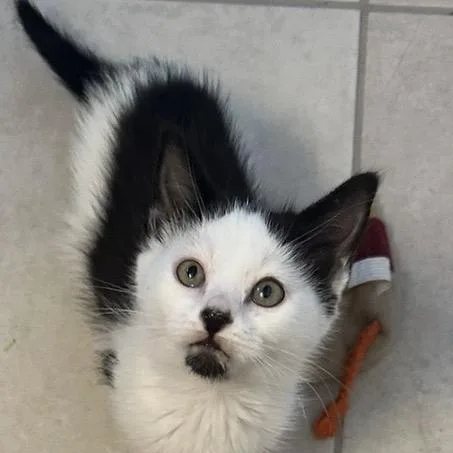 Nollypop thumbnail 2