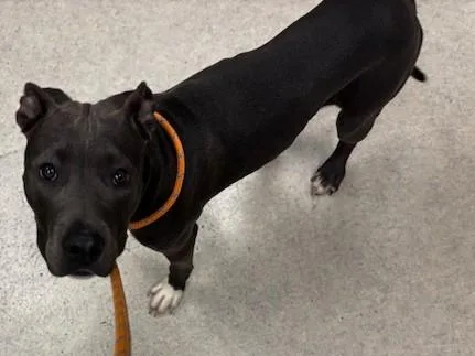 A young small-sized female Mixed Breed dog named Maggie for adoption in Van Nuys, CA