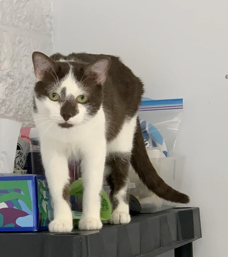 A young medium-sized female Brown / Chocolate Domestic Short Hair cat named Willie for adoption in Saint Charles, MO