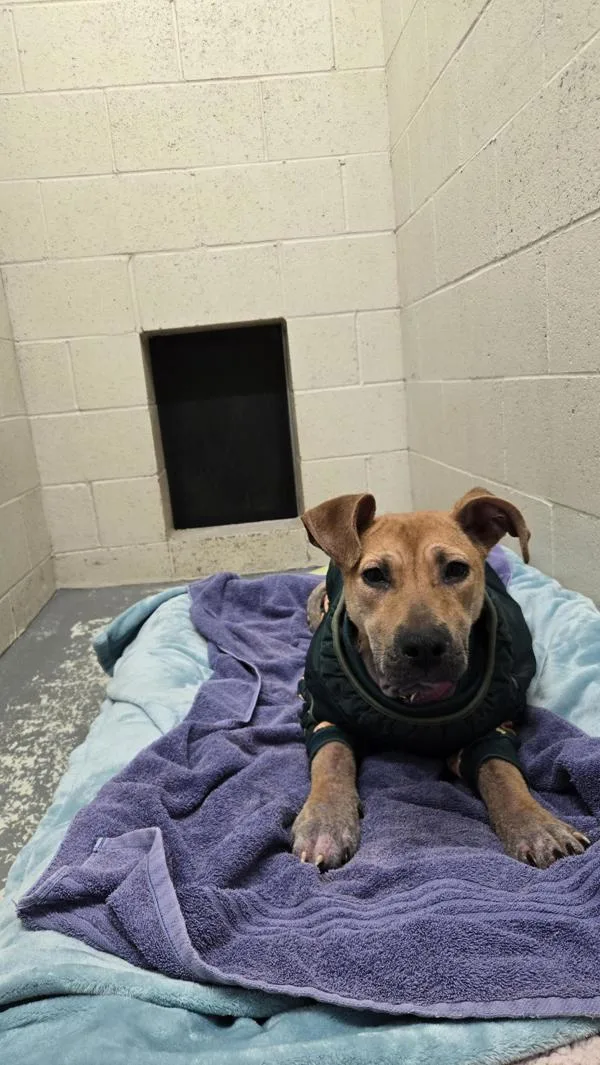 A young medium-sized female Shepherd dog named Tamsin for adoption in Vancouver, WA