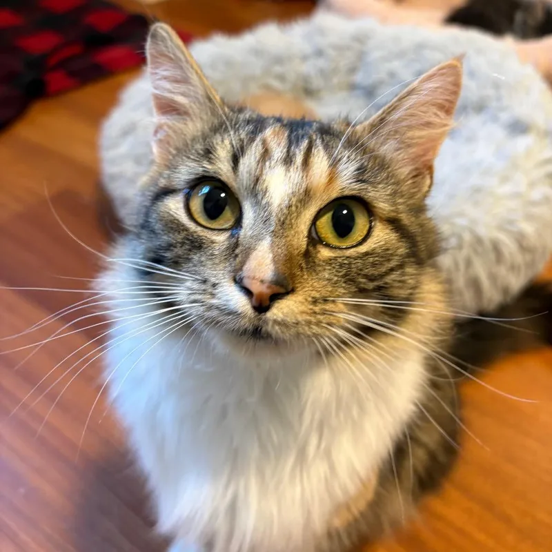 An adult medium-sized female Torbie Domestic Medium Hair cat named Mama Robin for adoption in Durham, NC