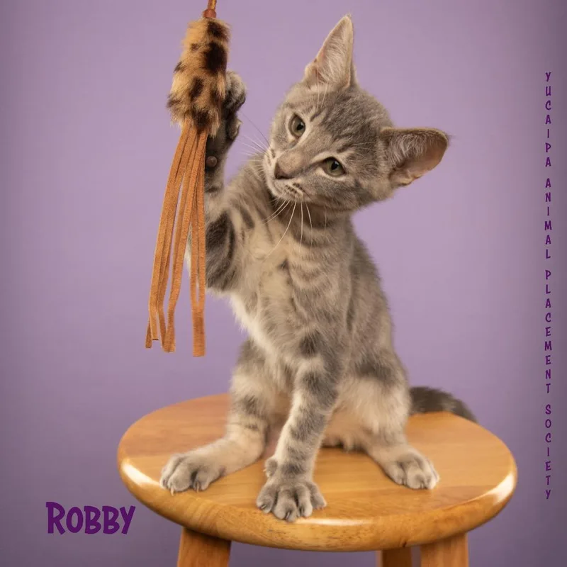 A baby small-sized male Gray / Blue / Silver Domestic Short Hair cat named Robby The Pitt for adoption in Yucaipa, CA