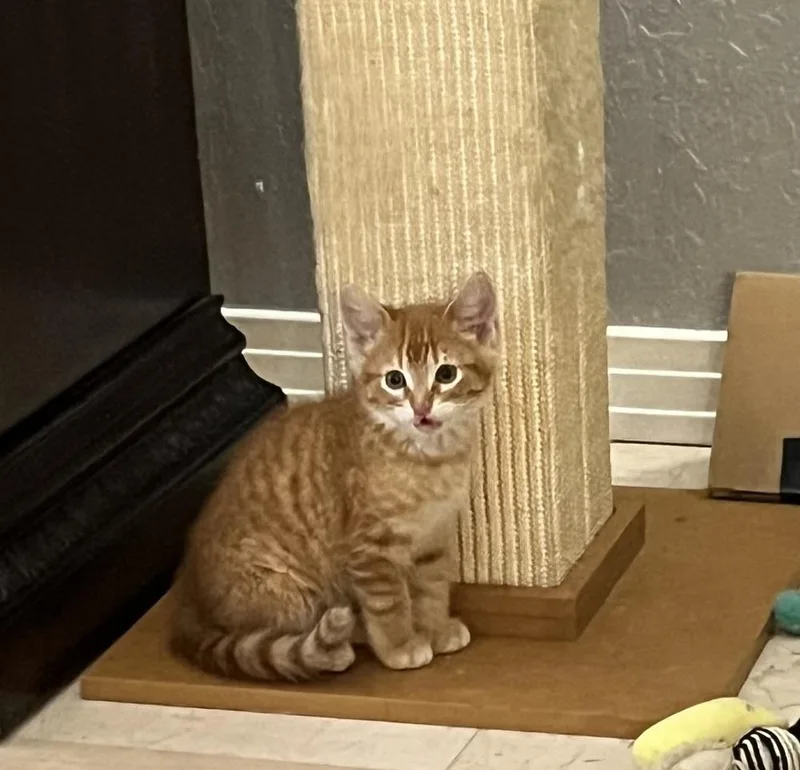 A baby small-sized female Orange & White Domestic Short Hair cat named Twinkle for adoption in Wellington, FL