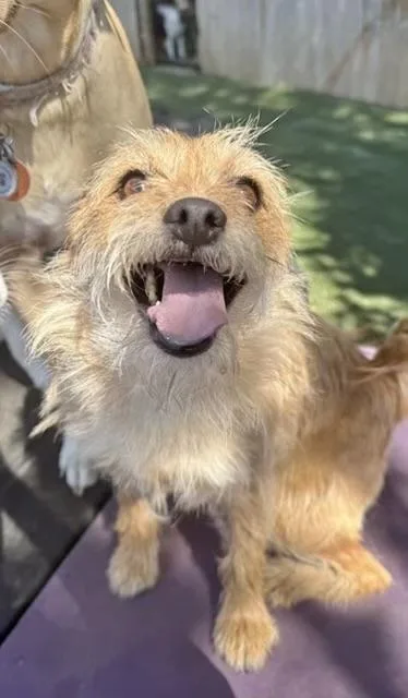 An adult small-sized female Terrier dog named Toto for adoption in Manchester, CT