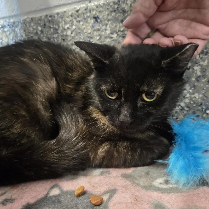 A young medium-sized female Tortoiseshell Domestic Short Hair cat named Kiki for adoption in Dearborn, MI