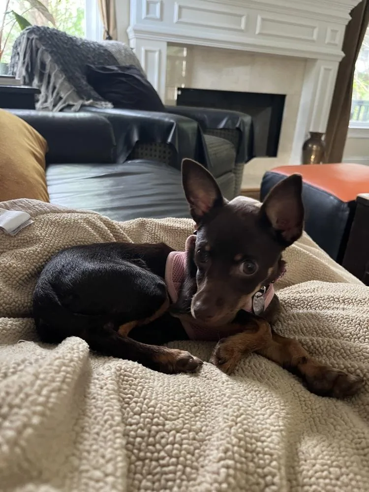 A baby small-sized female Tricolor (Brown, Black, & White) Chihuahua dog named Sasha for adoption in Milton, GA