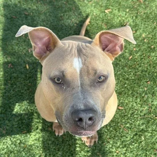 An adult medium-sized male Yellow / Tan / Blond / Fawn Mixed Breed dog named Sailor for adoption in Indianapolis, IN