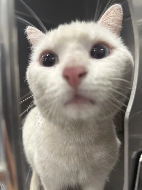 A young small-sized male Domestic Short Hair cat named Ziggy for adoption in Thousand Palms, CA
