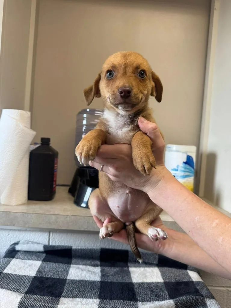 A baby medium-sized female Mixed Breed dog named Chica for adoption in Marion, OH