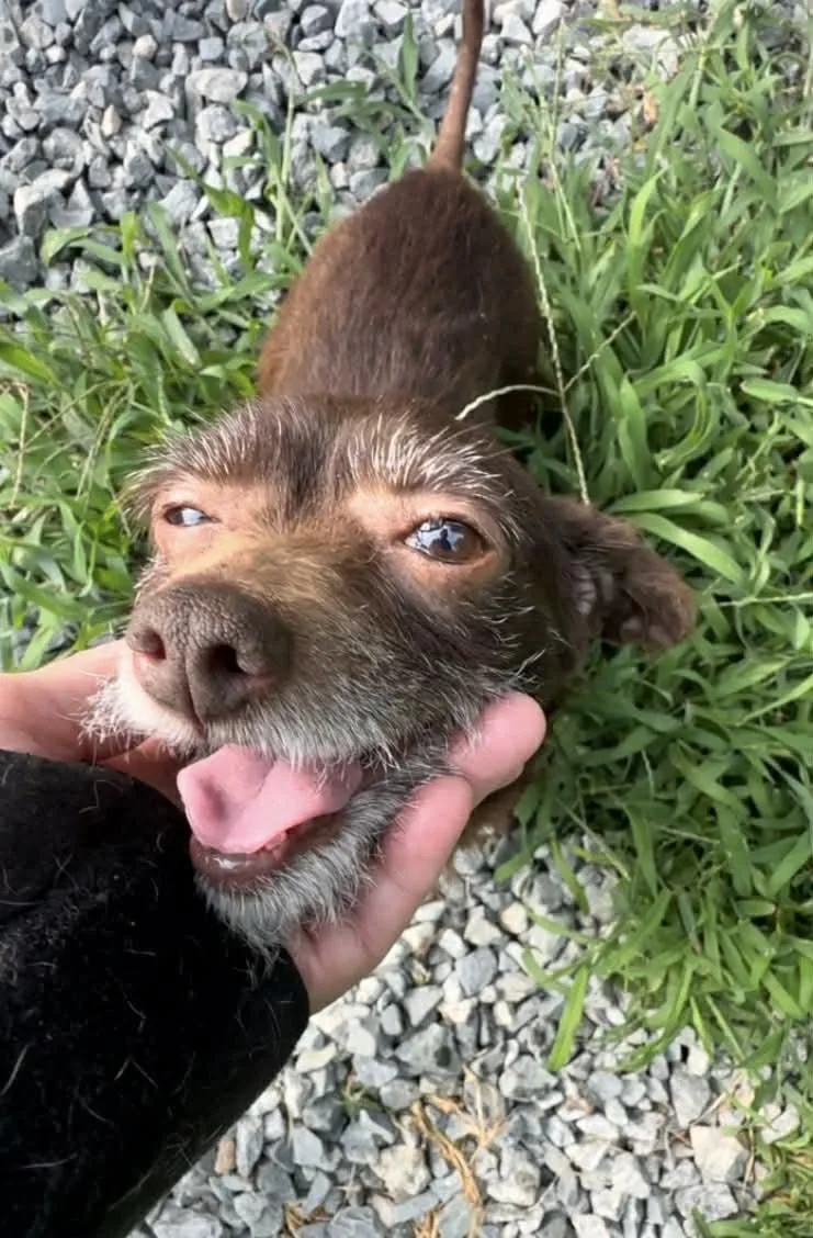 An adult small-sized male Chihuahua dog named Sully for adoption in Thomasville, NC