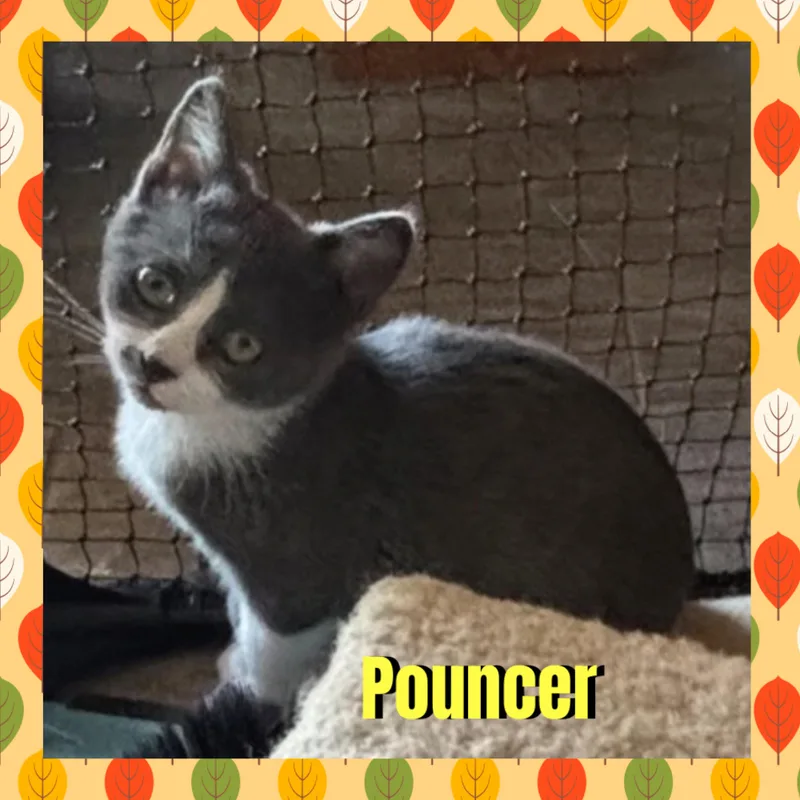 A baby medium-sized male Gray & White Domestic Short Hair cat named Pouncer for adoption in Red Lodge, MT