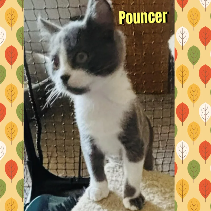 Pouncer thumbnail 2
