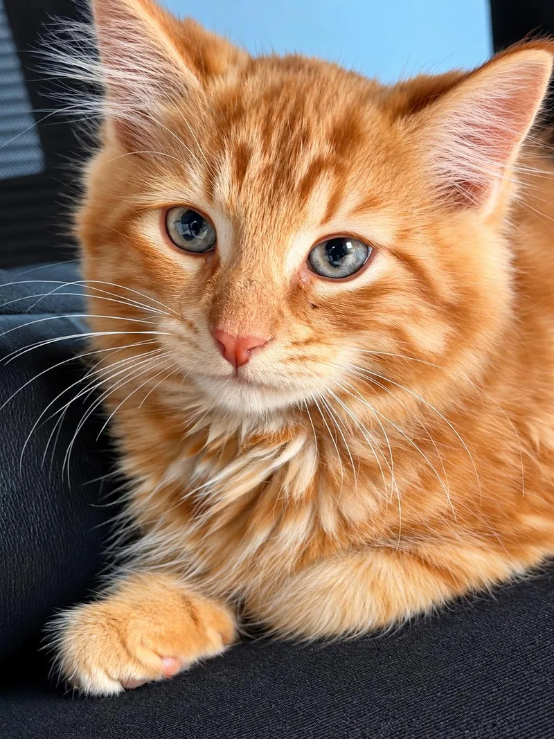 A baby medium-sized male Domestic Long Hair cat named Bert for adoption in Victor, NY