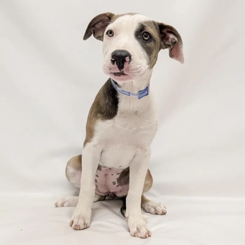 A baby small-sized female Pit Bull Terrier dog named Alice for adoption in Parker, CO
