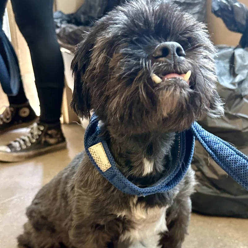 A senior small-sized male Black Shih Tzu dog named Mr. Bean for adoption in Fernandina Beach, FL