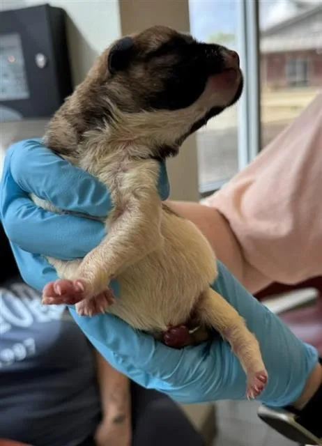 A baby small-sized female Husky dog named Penny for adoption in San Antonio, TX