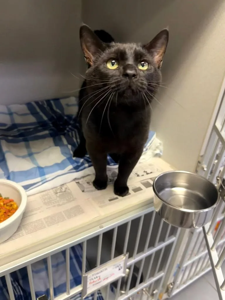 A young medium-sized male Domestic Short Hair cat named Sony for adoption in Pottsville, PA
