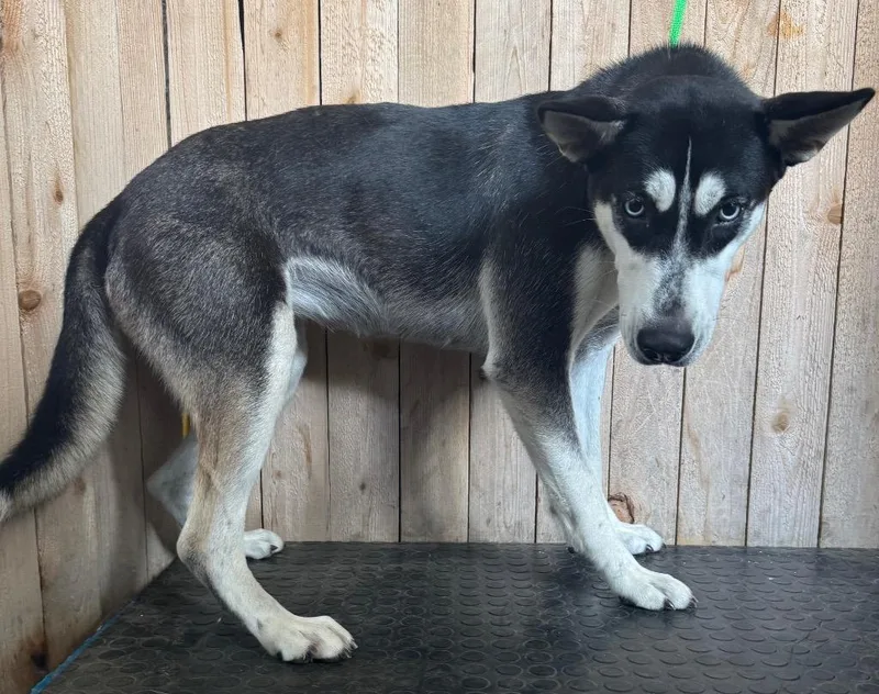 A young medium-sized female Shepherd dog named Moon for adoption in Missouri City, TX