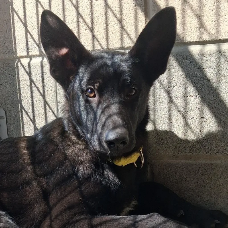 A baby medium-sized female Black German Shepherd Dog dog named Velora for adoption in Camden, DE