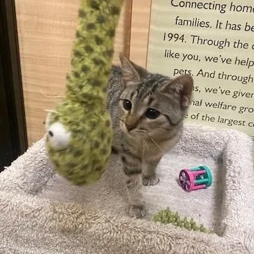 A baby medium-sized male Tabby (Brown / Chocolate) Domestic Short Hair cat named Morty for adoption in Sterling Heights, MI