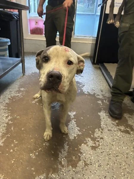 An adult large-sized female Pit Bull Terrier dog named Paula for adoption in Mobile, AL