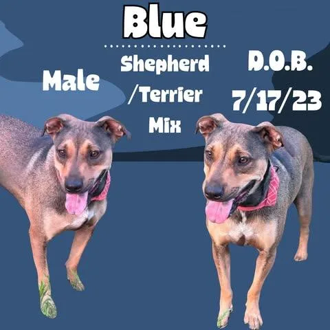 An adult medium-sized male Sable Pit Bull Terrier dog named Blue for adoption in Caldwell, TX