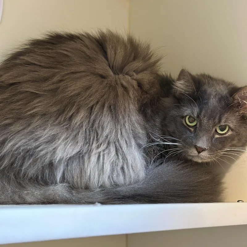 An adult large-sized male Gray / Blue / Silver Domestic Long Hair cat named Tom for adoption in Victor, NY