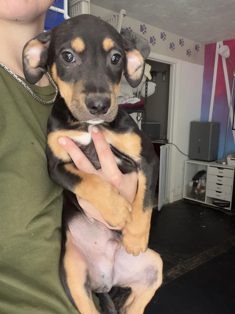 A baby medium-sized male Pit Bull Terrier dog named Patrick for adoption in Felton, PA