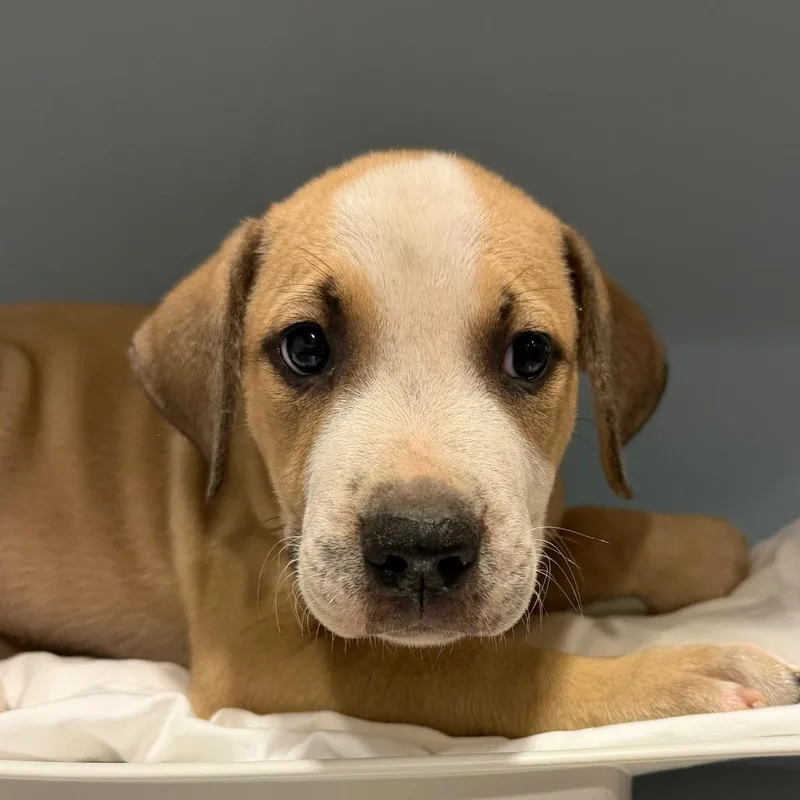 A baby small-sized female Yellow / Tan / Blond / Fawn Mixed Breed dog named Lemon for adoption in Chattanooga, TN