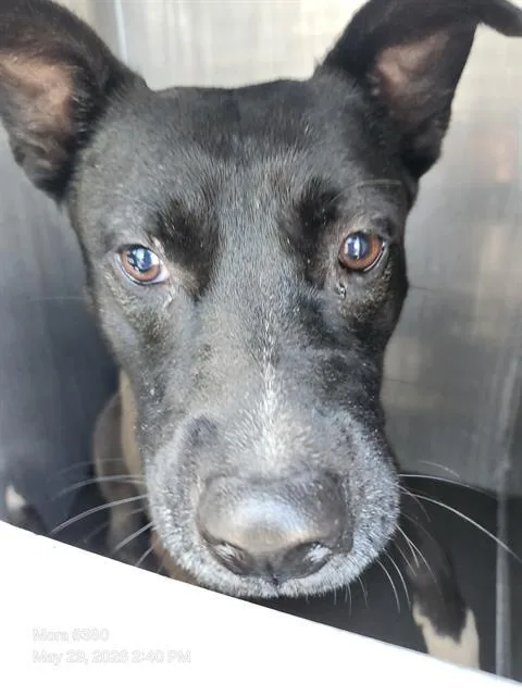 A young medium-sized female American Staffordshire Terrier dog named Shakira for adoption in San Antonio, TX
