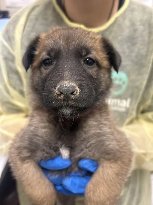 A baby small-sized female Belgian Shepherd / Malinois dog named Sage for adoption in Las Vegas, NV