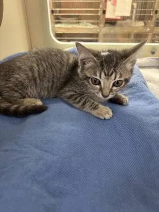 A baby small-sized female Domestic Short Hair cat named Liv for adoption in Cincinnati, OH