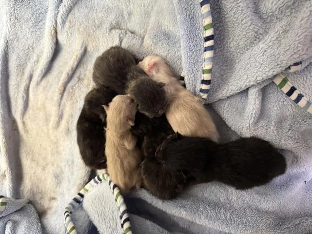 A baby small-sized female Domestic Short Hair cat named A for adoption in Thousand Palms, CA