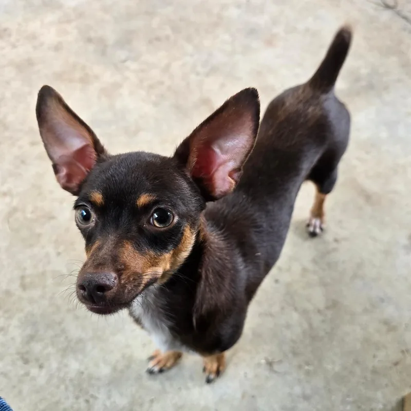 A young small-sized female Black Miniature Pinscher dog named Sassy Pants for adoption in Boerne, TX