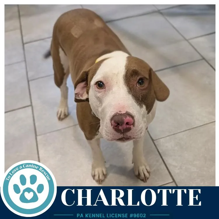 An adult large-sized female Pit Bull Terrier dog named Charlotte for adoption in Kimberton, PA