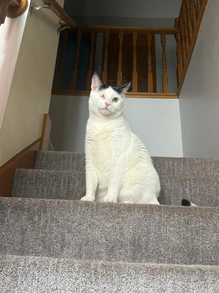 An adult medium-sized male Domestic Short Hair cat named Winkie for adoption in Minneapolis, MN